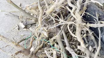 Cây cam lồ chữa đủ các loại bệnh khiến người dân bỏ nhà cửa vào rừng săn tìm