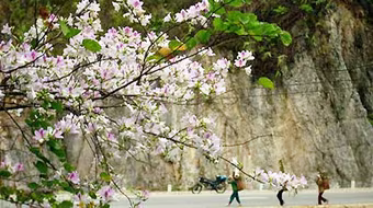 Trắng trời rừng ban Tây Bắc