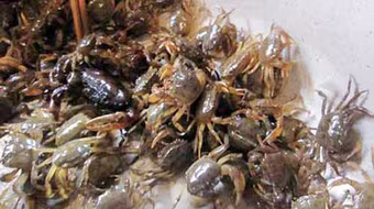 Thủy sản Hà Nội bị nhiễm kim loại: Ai được quyền công bố?