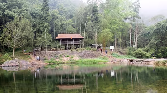 Ngủ giữa rừng nguyên sinh