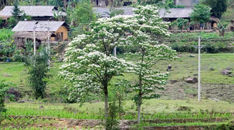 Mùa hoa trẩu trên cao nguyên đá
