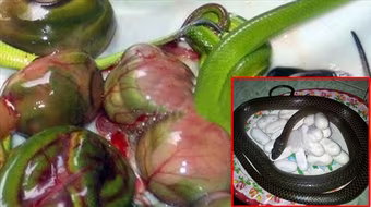 Kỳ quái thú ăn chơi “tăng bản lĩnh đàn ông”