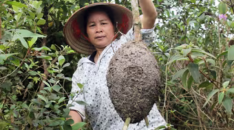 Mùa săn trứng kiến