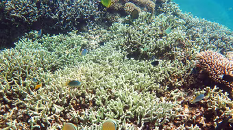 Lặn tìm xứ sở thần tiên 