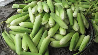 Sự thật về tin đồn ngô ủ hóa chất