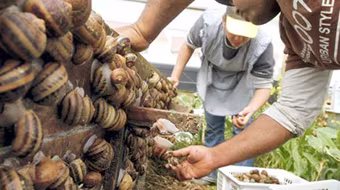 Ăn ốc sên có thể chết người