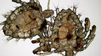 Rận mu tấn công bộ phận sinh dục