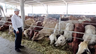 Bò Úc tràn ngập thị trường Việt