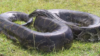 Ngộ độc vì ăn thịt trăn?