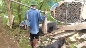 Tuyệt kỹ săn.... chuột cống