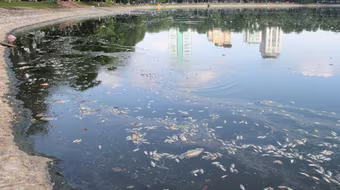 Thay đổi thời tiết, cá chết nổi trắng hồ Thiền Quang