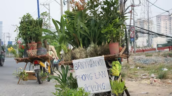 Nhẩn nha cây cảnh bán rong