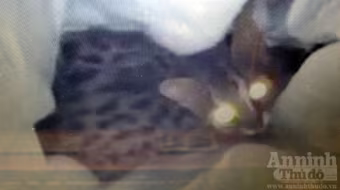 Giải cứu mèo rừng từ tay dân buôn