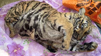 “Lùa” hổ xuống đường, chặn xe cảnh sát