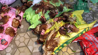 Chở gà nhập lậu... chết trên “xế hộp” bạc tỷ