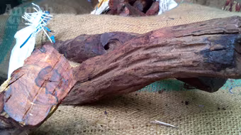 Dân buôn mua “nhầm” gỗ sưa... giả