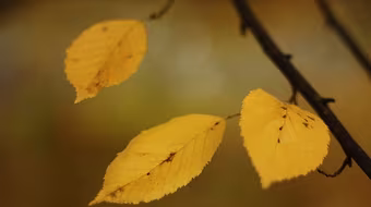 "Lắng nghe mùa thu vàng" qua 5 giọng ca hàng đầu Việt Nam 