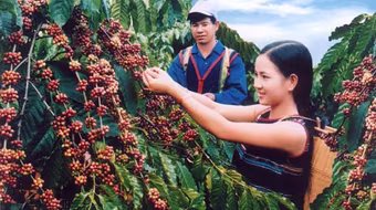 Tìm giải pháp đòi lại thương hiệu cà phê Buôn Ma Thuột
