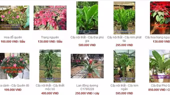 Muôn nẻo chọn cây chơi Tết