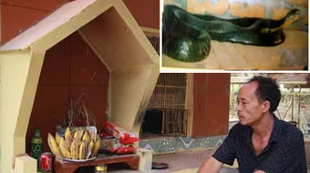 Thần bí chuyện cả xóm vái lạy "bà rắn linh thiêng"