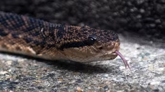 Đi vệ sinh, bị rắn cắn vào “của quý”