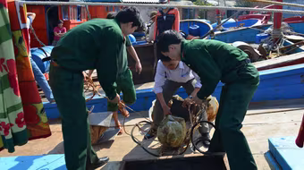 Tạm giữ 20 cá thể trai tai tượng khổng lồ quí hiếm cấm khai thác