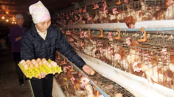 Công bố hết dịch cúm gia cầm H5N1