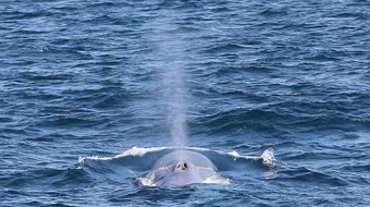 Nhìn thấy cá voi xanh quý hiếm ở Sydney sau 20 năm