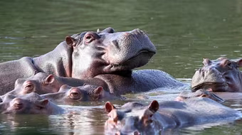 Colombia ‘đau đầu’ với đàn hà mã của trùm ma túy khét tiếng