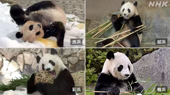 Công viên Nhật Bản chuyển tất cả 4 con gấu trúc về Trung Quốc