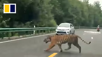 Hổ Amur hoang dã bất ngờ lao ra giữa đường ở Trung Quốc