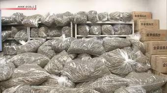 Bộ Ngoại giao thông tin vụ Nhật Bản bắt 3 công dân Việt Nam tàng trữ 1 tấn cần sa khô