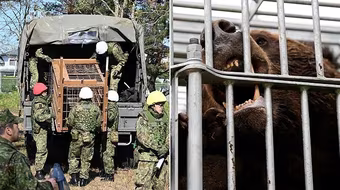 Nhật Bản huy động binh sĩ sau loạt vụ gấu hoang tấn công gây chết người