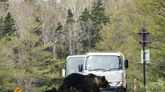 Nhật Bản dành khoản ngân sách cao kỷ lục để kiểm soát gấu