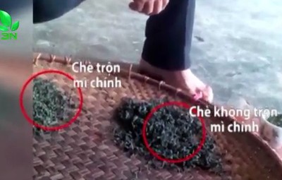 Rùng mình công nghệ trộn mì chính tạo độ ngọt cho chè búp Thái Nguyên