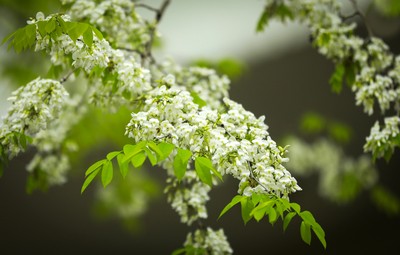 Mê mẩn ngắm hoa sưa nở trắng trời Hà Nội