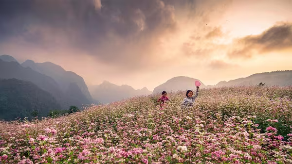 Sắp diễn ra Lễ hội hoa tam giác mạch Tuyên Quang 2025