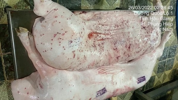 Cảnh cáo nhân viên thú y đóng dấu kiểm dịch sai lên thịt lợn giết mổ của C.P 