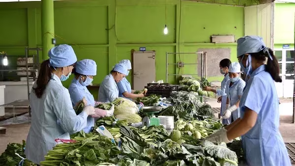 Hà Nội sẽ kiểm nghiệm trung bình 1.000 mẫu rau điển hình mỗi năm