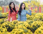 Cánh đồng cúc mâm xôi Nam bộ giữa lòng Hà Nội