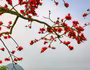 Mê mẩn với hoa gạo nở đỏ rực