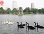 Bất ngờ ngắm đàn thiên nga bơi lội giữa hồ Hoàn Kiếm