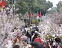 Hàng nghìn người đến lễ hội hoa anh đào vào dịp cuối tuần