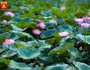 Dịu dàng mùa sen Hà Nội
