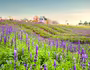 Cánh đồng hoa ngoại tím biếc giữa lòng Hà Nội