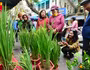 Lúa trổ đòng đắt khách ở chợ hoa Hàng Lược