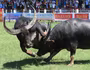 Ngoài chọi trâu, trên thế giới còn những môn thi đấu kỳ dị nào dành cho động vật?