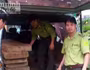 Bị phát hiện chở gỗ lậu, lâm tặc quay sang chống đối, chửi bới kiểm lâm