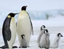  Bí quyết để sống sót ở Nam cực của chim cánh cụt hoàng đế 