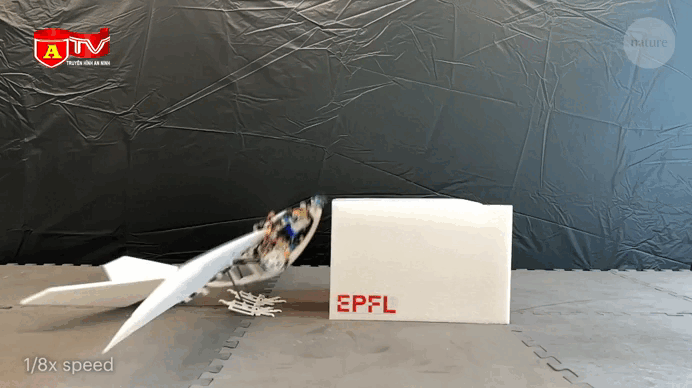 Robot chim có thể tiếp cận những vùng nguy hiểm